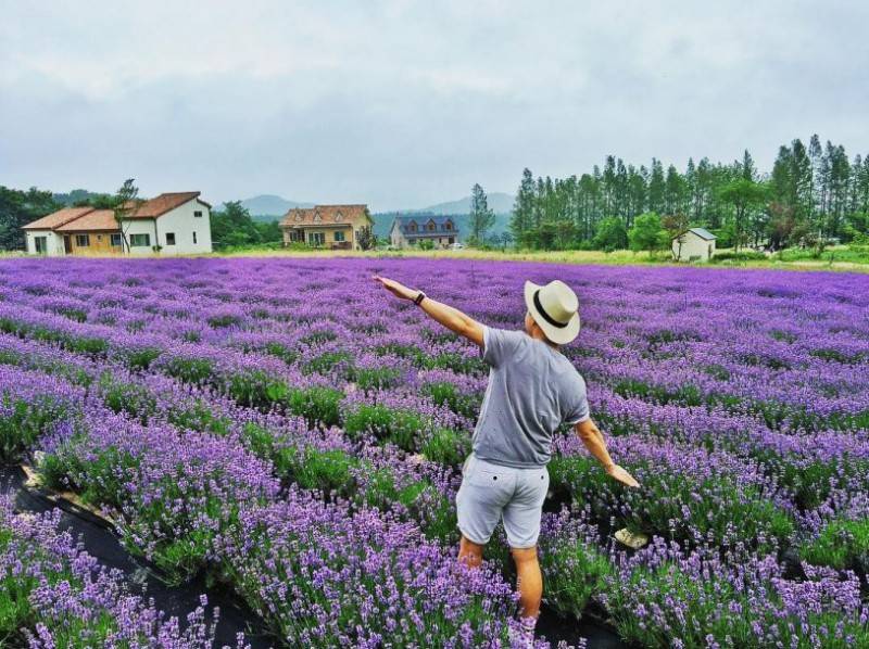 Lung linh ánh tím mùa hoa lavender Đà Lạt - Khoảnh khắc không thể bỏ lỡ