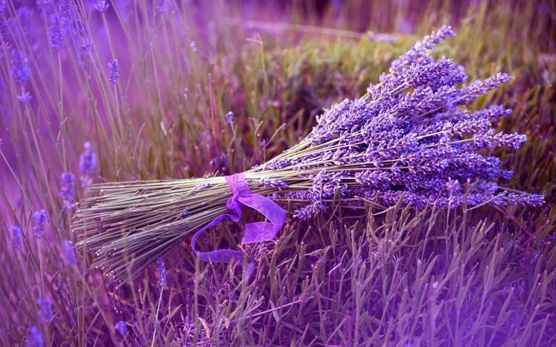 Lung linh ánh tím mùa hoa lavender Đà Lạt - Khoảnh khắc không thể bỏ lỡ