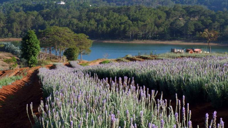 Lung linh ánh tím mùa hoa lavender Đà Lạt - Khoảnh khắc không thể bỏ lỡ