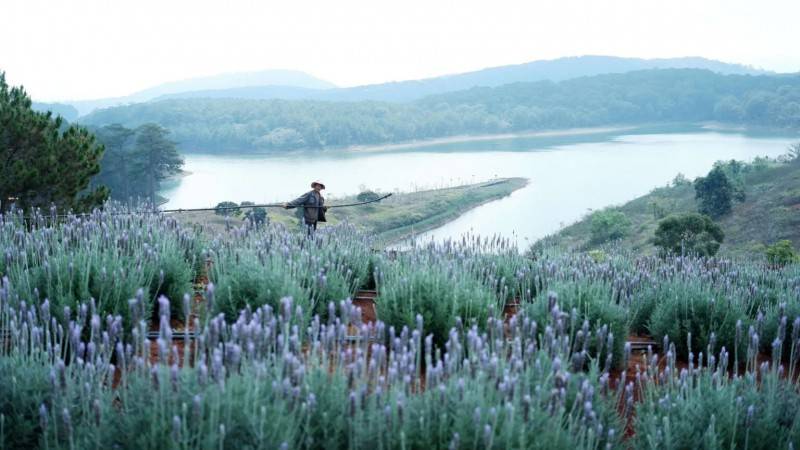 Lung linh ánh tím mùa hoa lavender Đà Lạt - Khoảnh khắc không thể bỏ lỡ