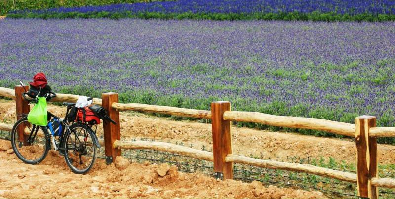 Lung linh ánh tím mùa hoa lavender Đà Lạt - Khoảnh khắc không thể bỏ lỡ