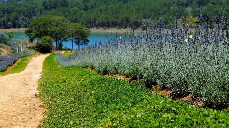 Lung linh ánh tím mùa hoa lavender Đà Lạt - Khoảnh khắc không thể bỏ lỡ