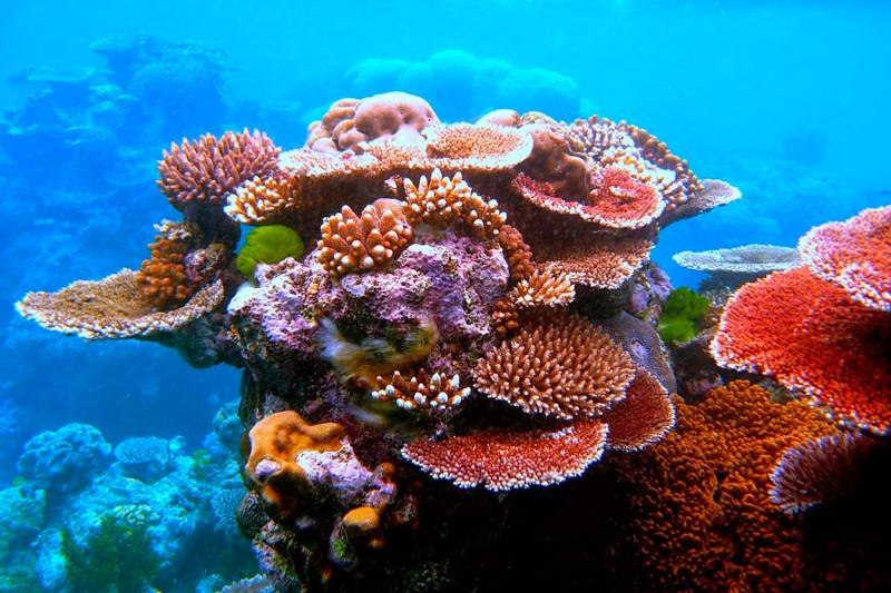 Lưu ngay Lịch trình ngắm san hô xem Vích ở Côn Đảo siêu thú vị
