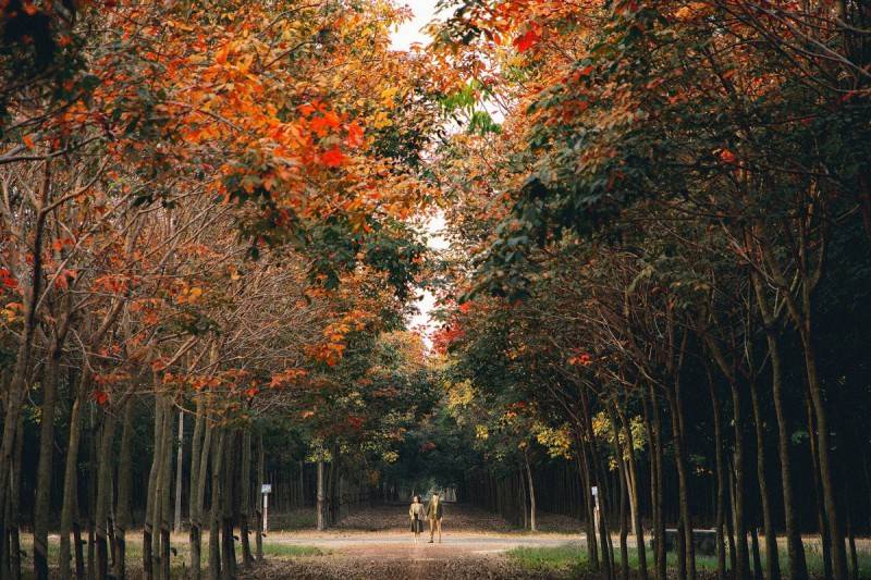 Mê mẩn rừng cao su Bình Phước mùa thay lá đầy thơ mộng