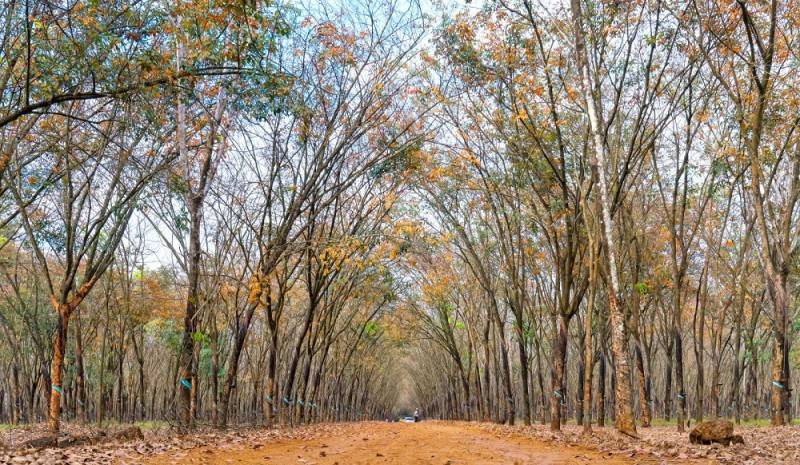 Mê mẩn rừng cao su Bình Phước mùa thay lá đầy thơ mộng