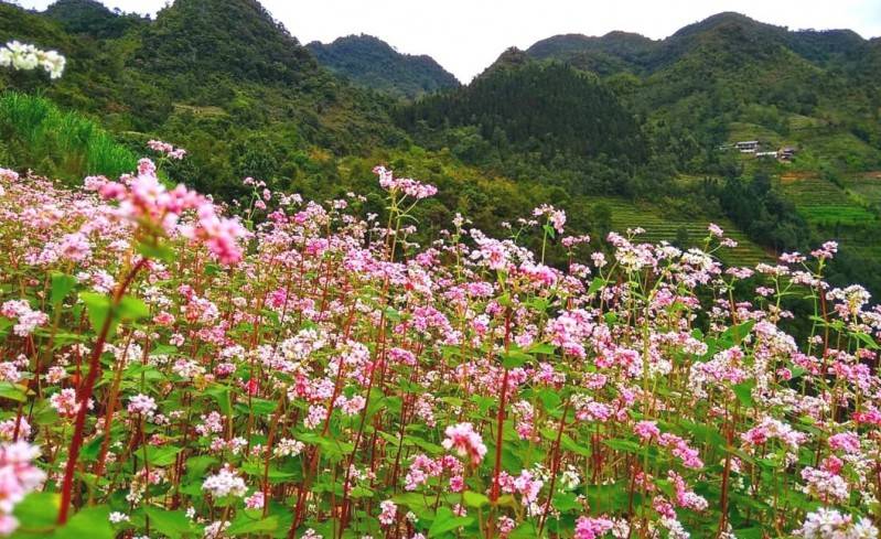 Mê mẩn với vẻ đẹp rực rỡ của mùa Hoa tam giác mạch Mộc Châu