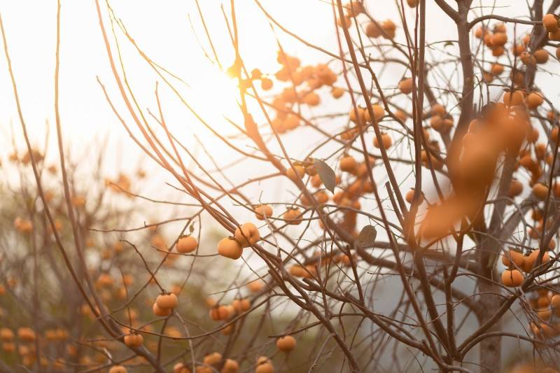 Mộc Châu mùa hồng chín, món quà đặc biệt của cao nguyên hữu tình