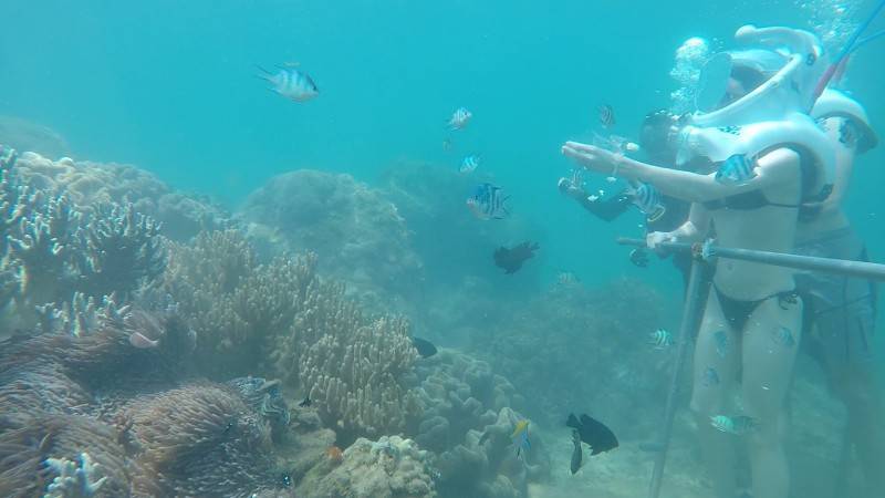 Một ngày hóa thân thành người con của biển cả và lặn ngắm san hô tại Cù Lao Chàm