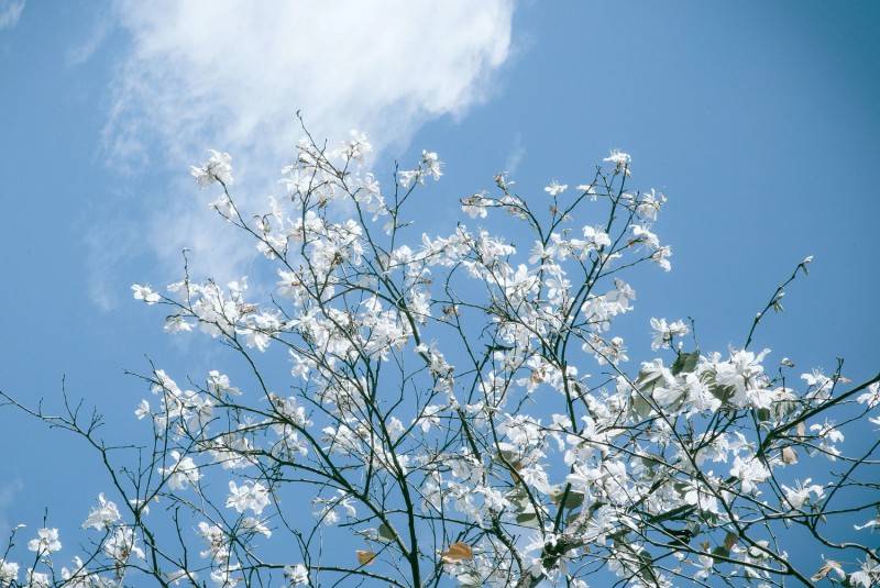 Mùa hoa ban trắng Đà Lạt tượng trưng cho lời hẹn ước chung thủy của một tình yêu lãng mạn, trong sáng