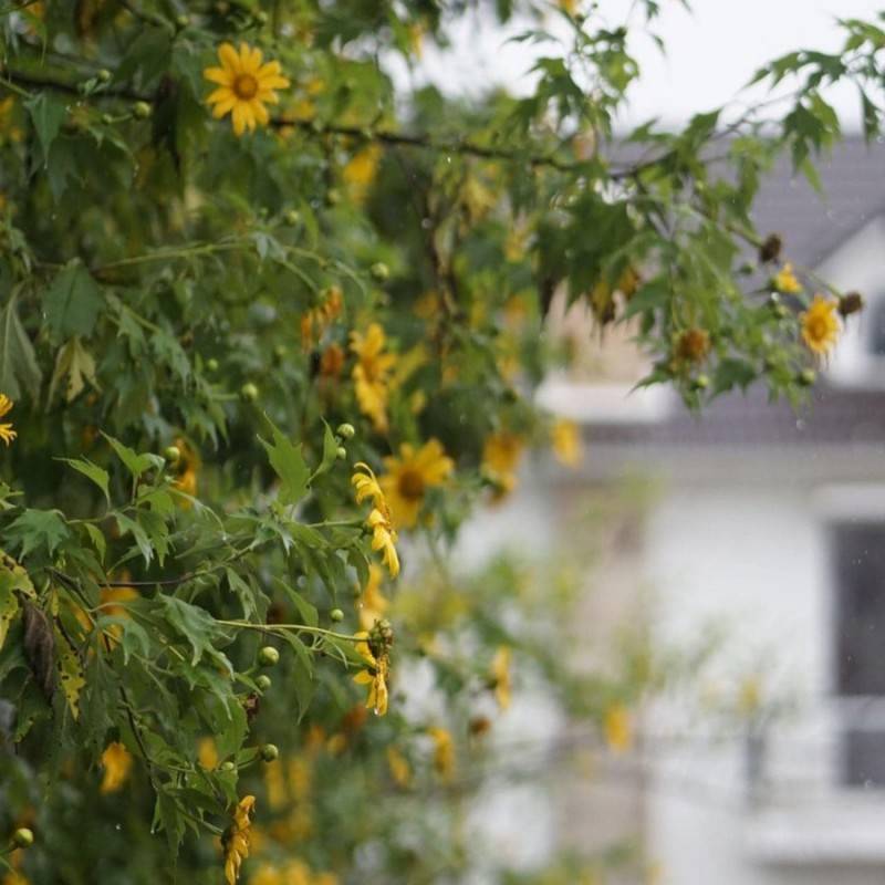 Mùa hoa dã quỳ đẹp như bức tranh ngập tràn thành phố Đà Lạt