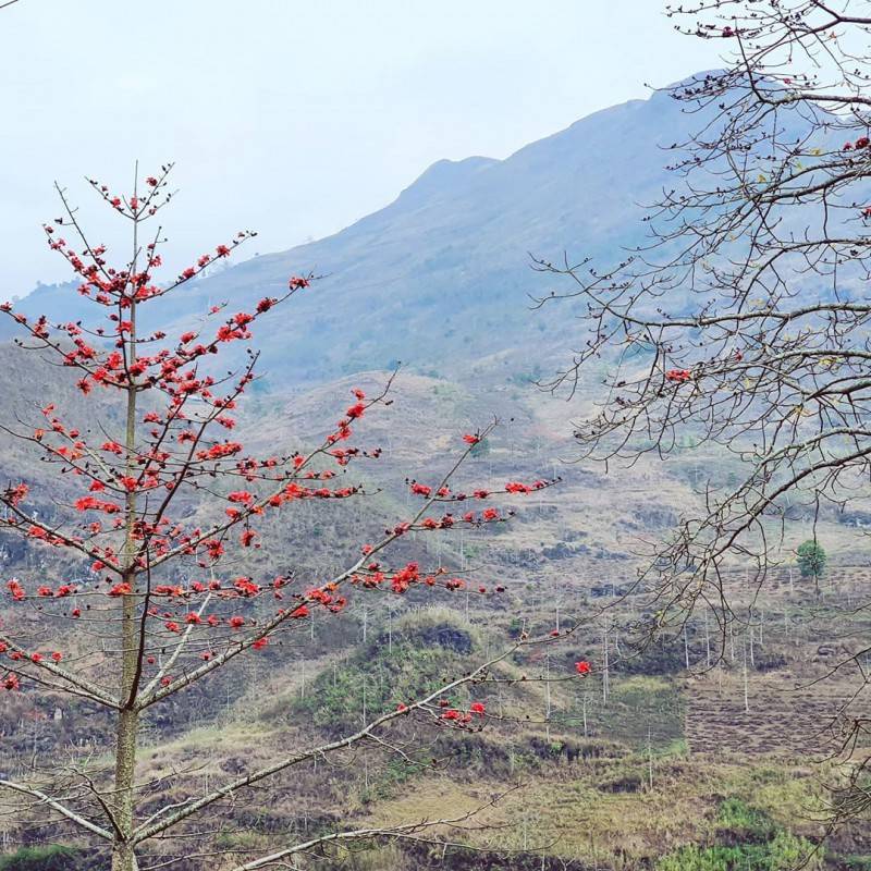 Mùa hoa gạo Hà Giang bừng sắc đỏ khắp Cao nguyên đá