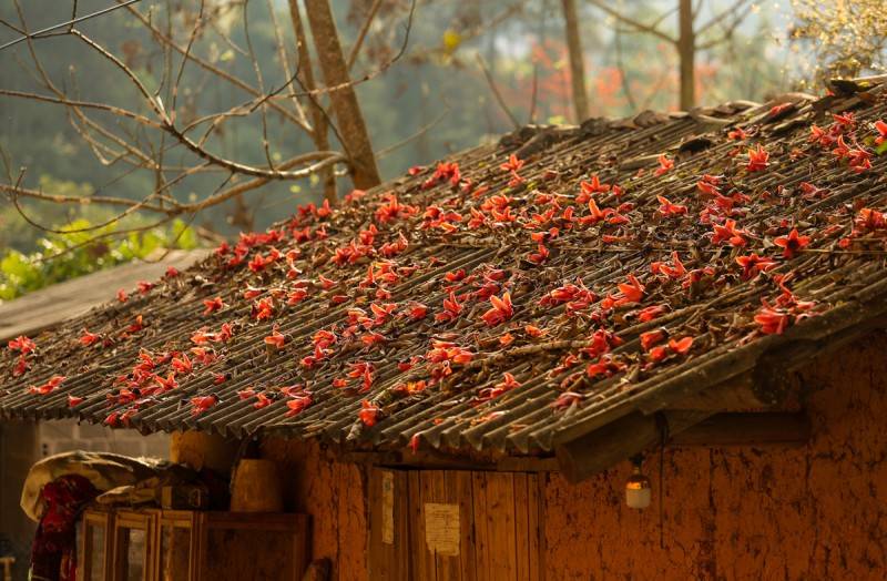 Mùa hoa gạo Hà Giang bừng sắc đỏ khắp Cao nguyên đá