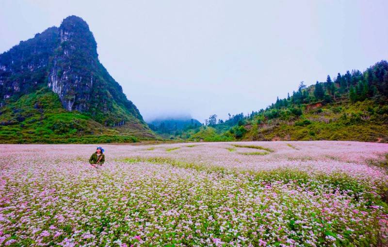 Mùa hoa tam giác mạch Hà Giang - Ngắm nhìn một Hà Giang rực rỡ dịp cuối năm