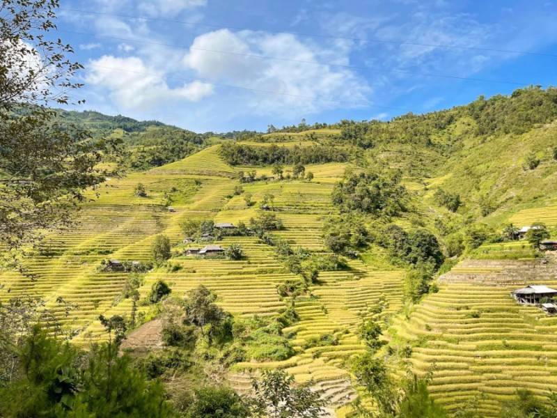 Mùa lúa vàng ở Hoàng Su Phì, thời điểm khiến hội sống ảo mê mẩn