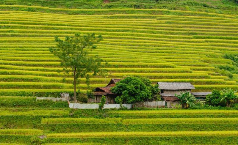 Mùa vàng Hoàng Su Phì -  Nét đẹp bình yên giữa chốn cao nguyên