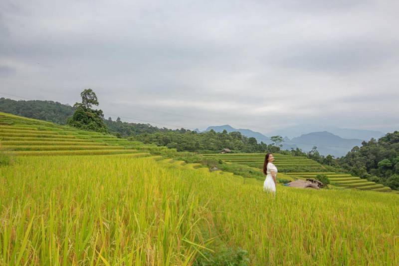 Mùa vàng Khuổi My tựa như tranh vẽ trên cao nguyên đá Hà Giang