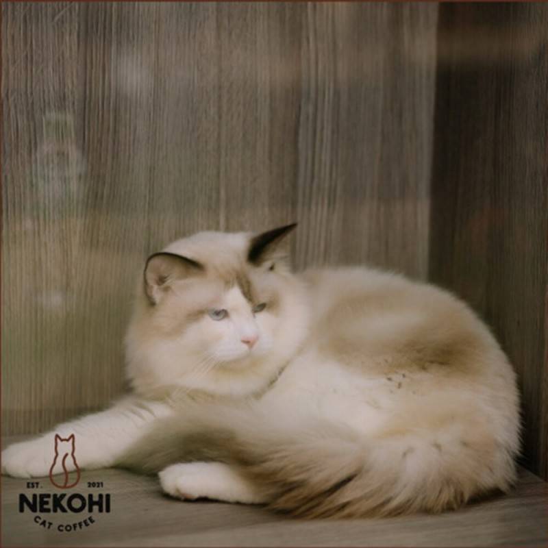 Nekohi Cat Coffee, cửa hàng cà phê dành cho các bạn yêu thú cưng