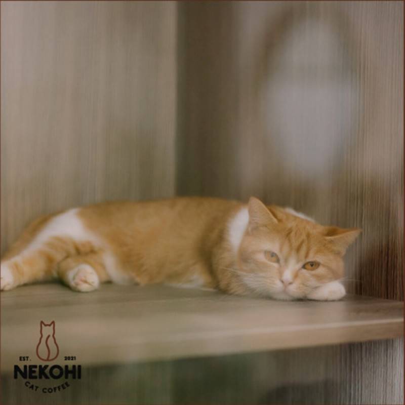 Nekohi Cat Coffee, cửa hàng cà phê dành cho các bạn yêu thú cưng