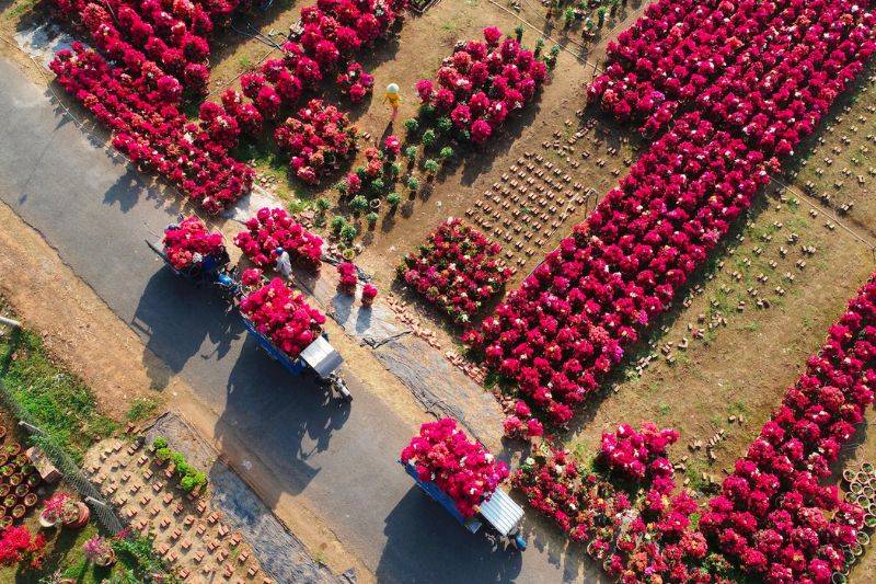 Ngắm Làng hoa giấy Phú Sơn Bến Tre vào mùa đẹp hút hồn