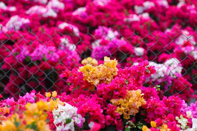 Ngắm Làng hoa giấy Phú Sơn Bến Tre vào mùa đẹp hút hồn