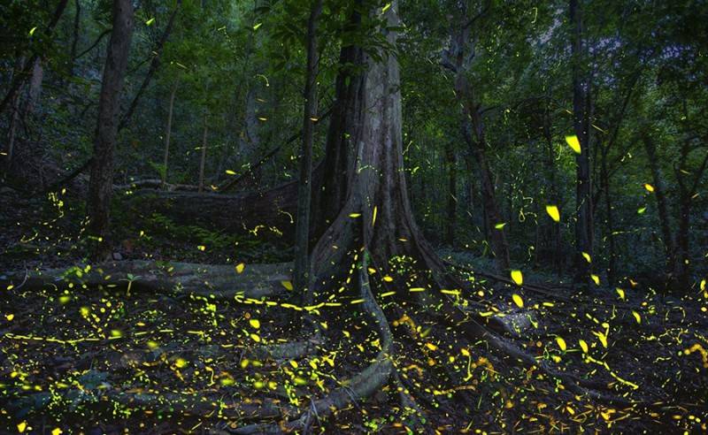 Ngắm nhìn đom đóm trong rừng Cúc Phương với vũ điệu ánh sáng diệu kỳ