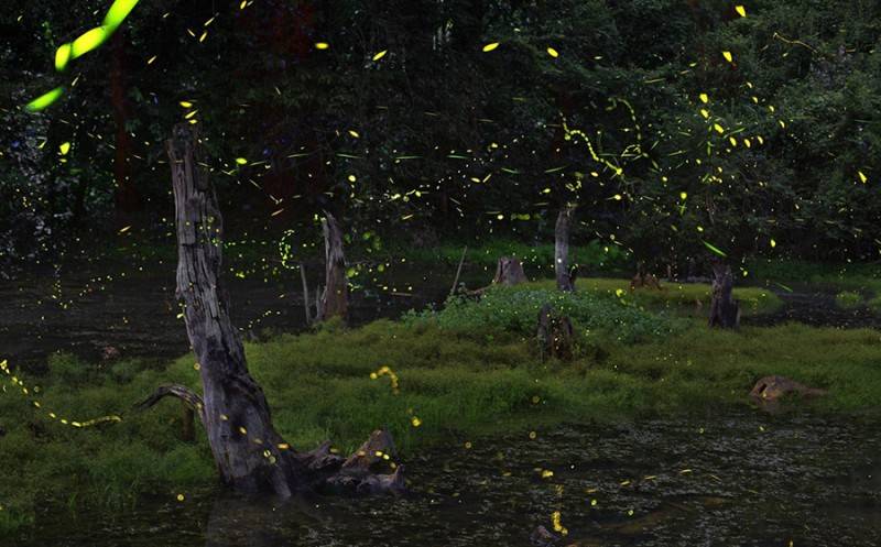 Ngắm nhìn đom đóm trong rừng Cúc Phương với vũ điệu ánh sáng diệu kỳ