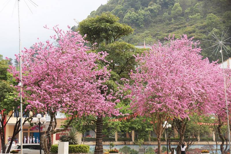 Ngắm nhìn Ninh Thuận mùa hoa ban nở đỏ tím rợp trời