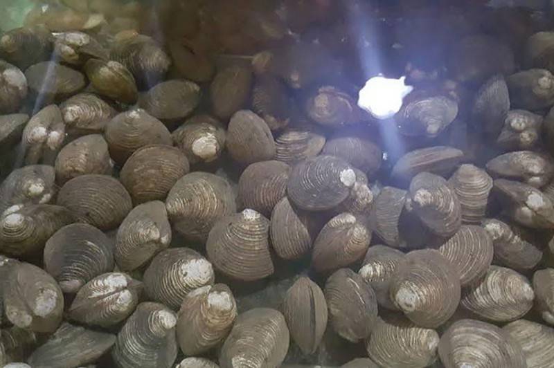 Ngán biển Hạ Long - Món ăn đậm chất đất mỏ