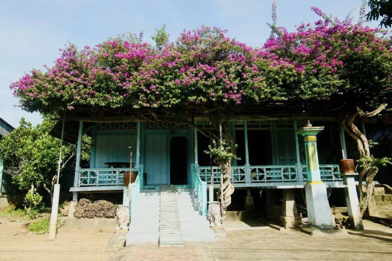 Ngôi nhà hoa giấy ở Phú Tân An Giang, vẻ đẹp thôn quê dịu dàng