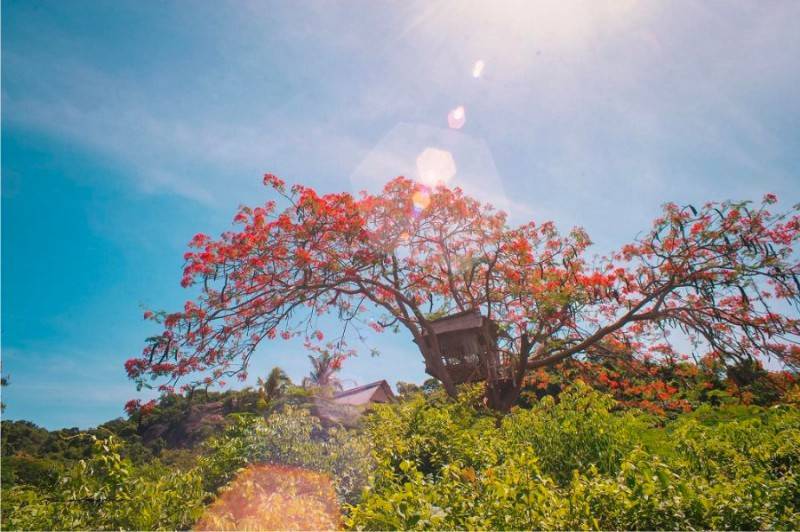 Ngôi nhà trên cây phượng ấn tượng nằm dọc cung đường chinh phục Ngũ Hồ Sơn