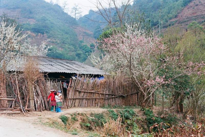 Phố Cáo Hà Giang – Chiêm ngưỡng nét đẹp hoang sơ của xứ Đồng Văn