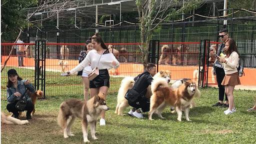 Nông trại cún Puppy Farm Đà Lạt - Nơi check-in cùng những chú Pet dễ thương