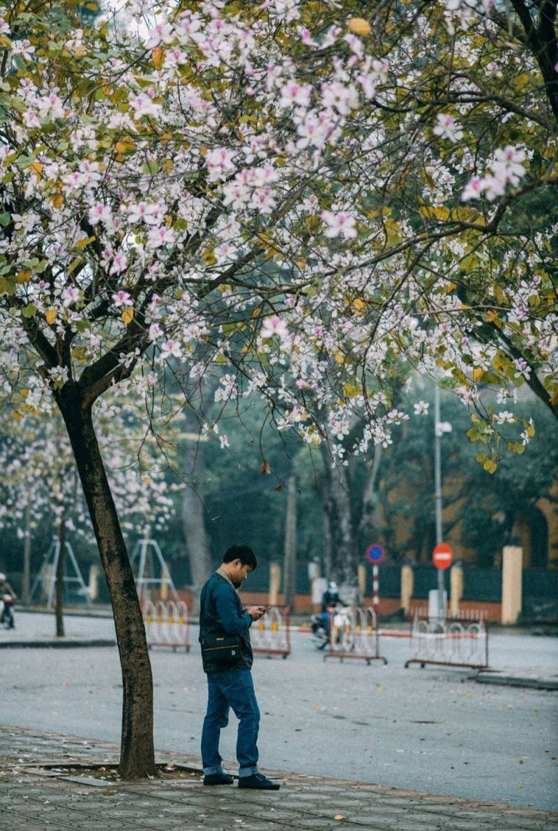 Review Hà Nội, tháng ba nơi đó có mùa hoa ban nở