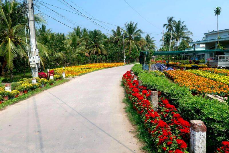 Review Làng hoa giấy Phú Sơn Bến Tre đẹp mê hồn người