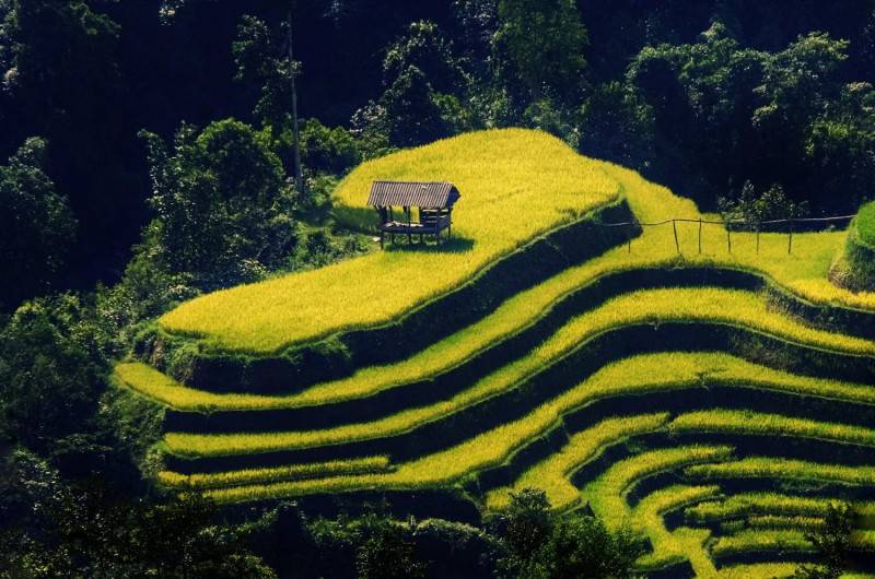 Review mùa vàng Hà Giang đẹp ngỡ ngàng tựa tranh vẽ