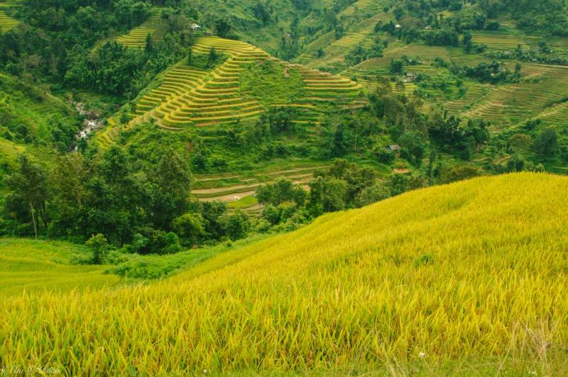 Review Tả Sử Choóng - Hoàng Su Phì mùa lúa chín vàng