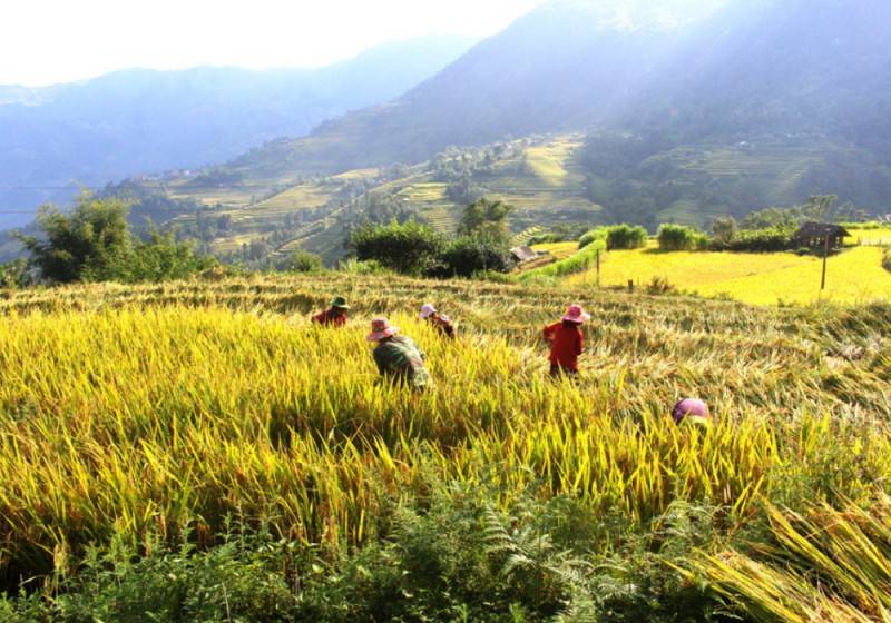 Review Tả Sử Choóng - Hoàng Su Phì mùa lúa chín vàng