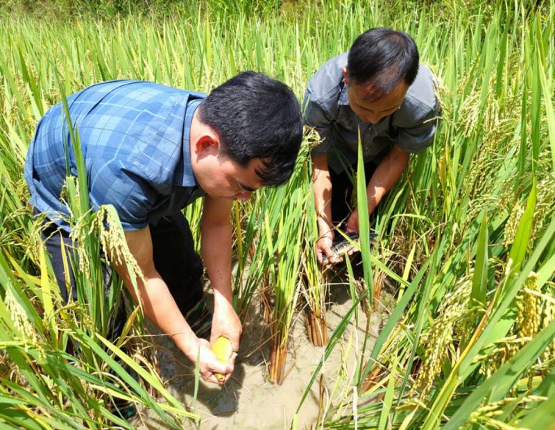 Review Tả Sử Choóng - Hoàng Su Phì mùa lúa chín vàng