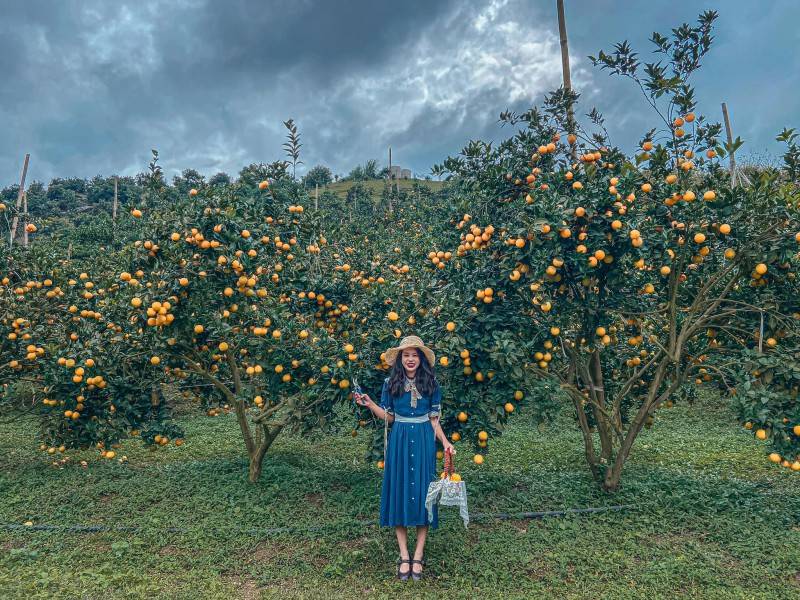 Review vườn cam Mộc Châu - nơi khơi nguồn cảm hứng của những bức ảnh sống ảo nghìn like