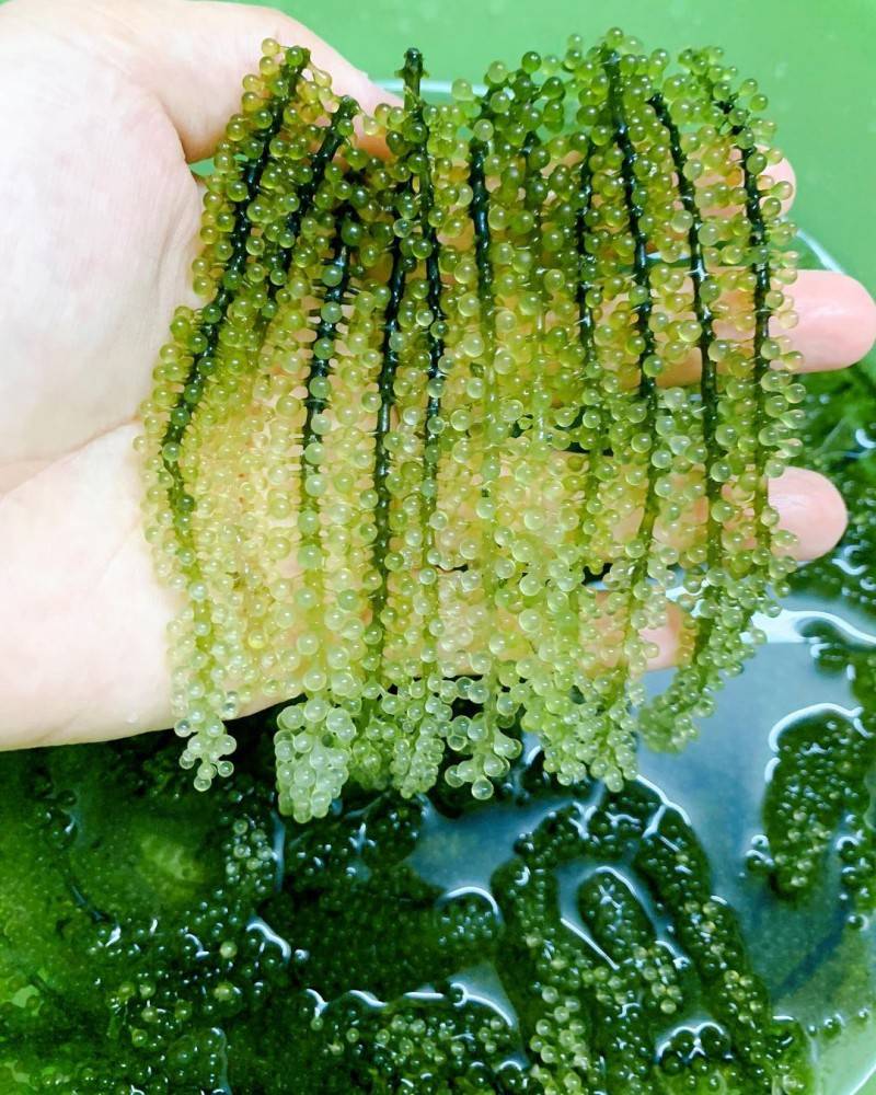 Rong nho biển Phú Yên – Đặc sản xứ Nẫu với những công dụng vô cùng bổ ích