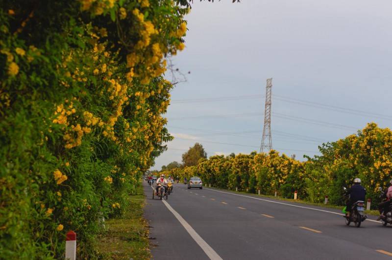 Rực rỡ sắc vàng tuyến đường nối Cần Thơ, Vị Thanh trên Quốc lộ 61C