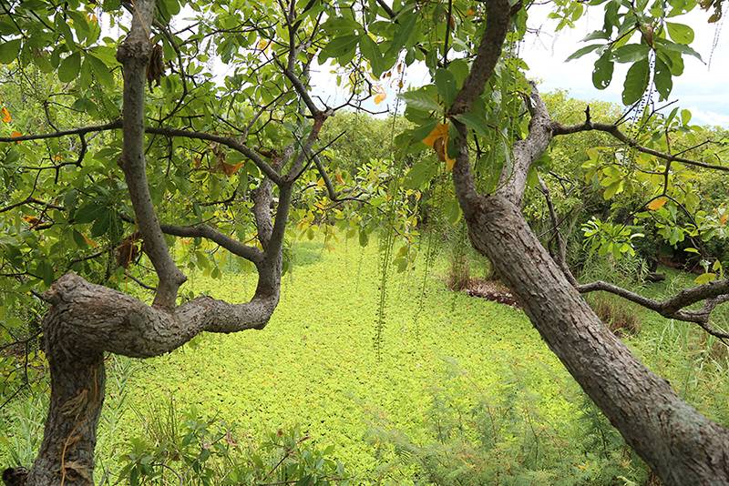 Rừng lộc vừng Quảng Bình, khu rừng quý với tuổi đời 400 năm