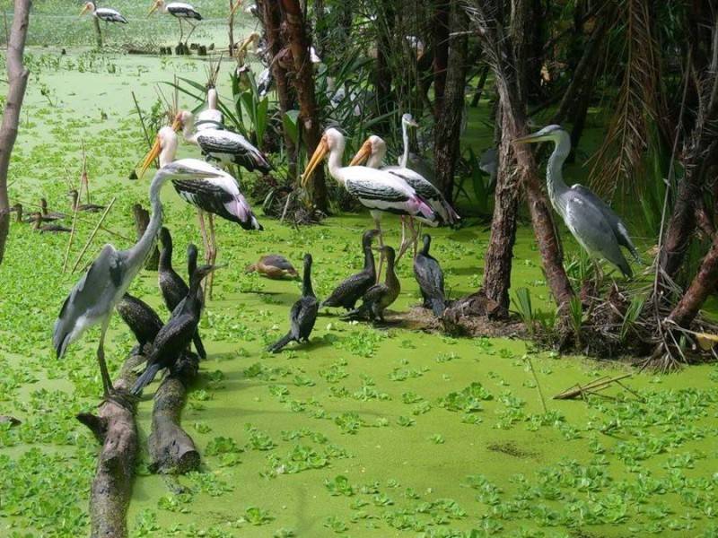Sân chim Ngọc Hiển Cà Mau, khám phá hệ sinh thái độc đáo
