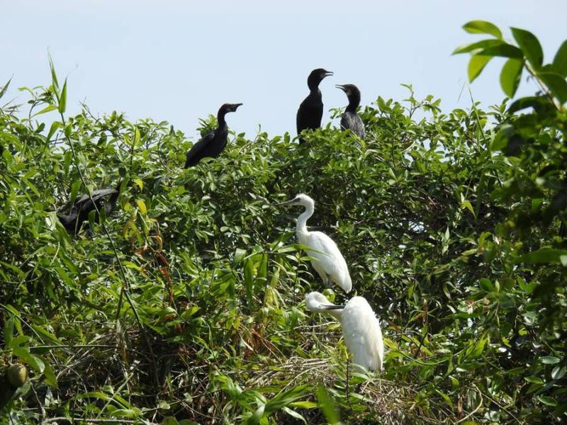 Sân chim Ngọc Hiển Cà Mau, khám phá hệ sinh thái độc đáo