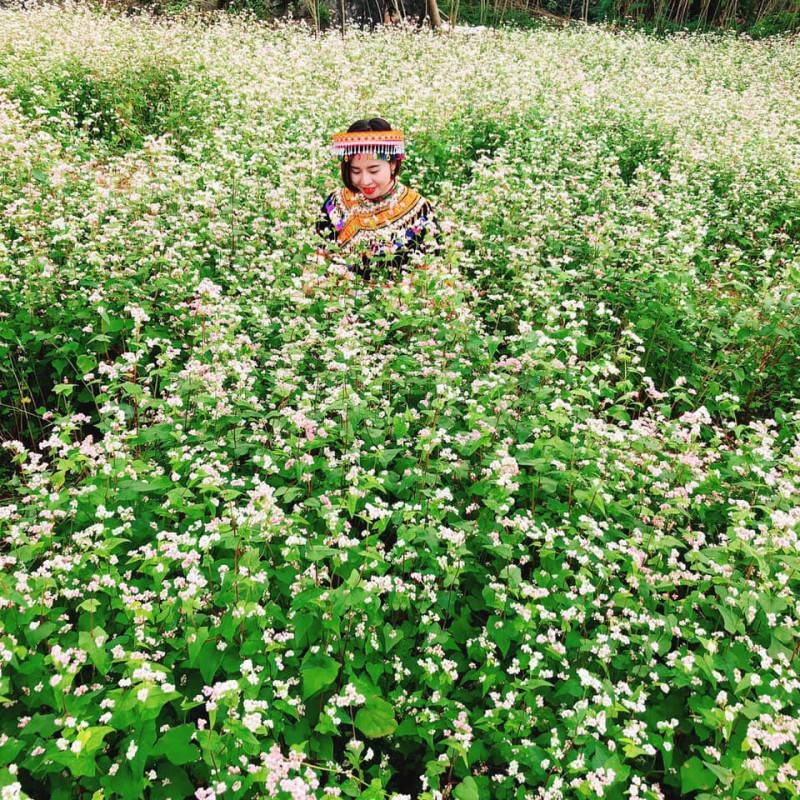 Săn mùa hoa tam giác mạc ở Thạch Sơn Thần Hà Giang kỳ bí