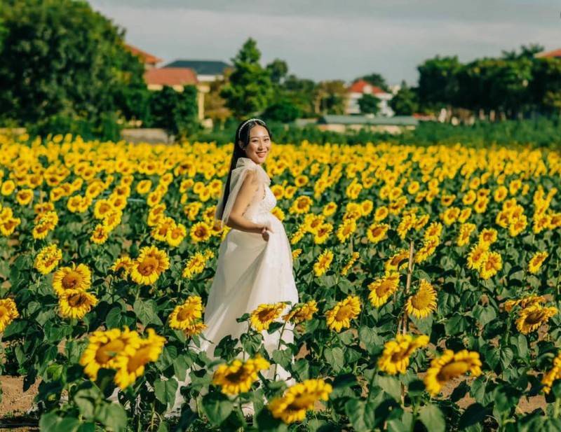 Sun Flower Farm cánh đồng hoa hướng dương bất tận tại Bình Phước