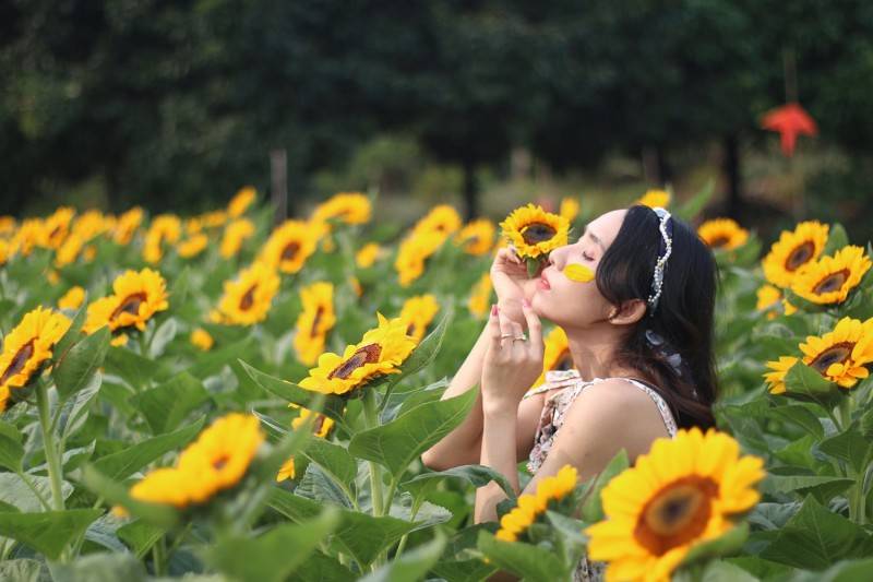 Sun Flower Farm cánh đồng hoa hướng dương bất tận tại Bình Phước