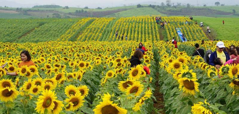 Sun Flower Farm cánh đồng hoa hướng dương bất tận tại Bình Phước