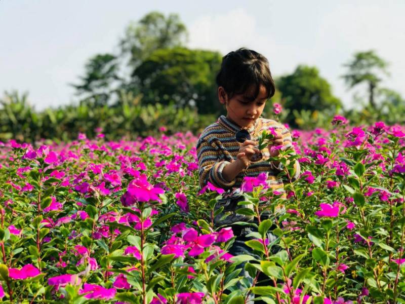Tất tần tật về kinh nghiệm check in cánh đồng hoa dừa cạn tỉnh An Giang