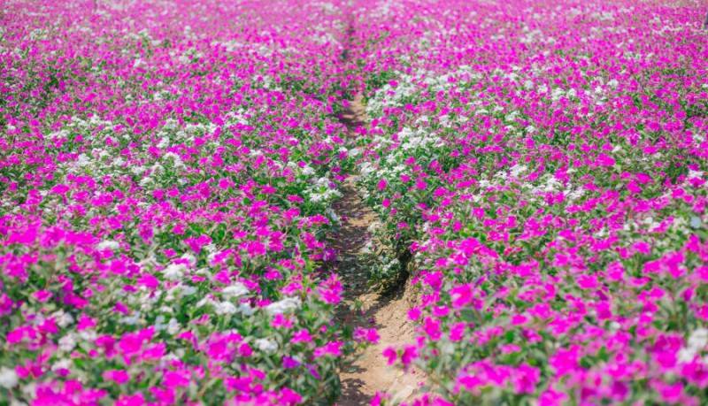 Tất tần tật về kinh nghiệm check in cánh đồng hoa dừa cạn tỉnh An Giang